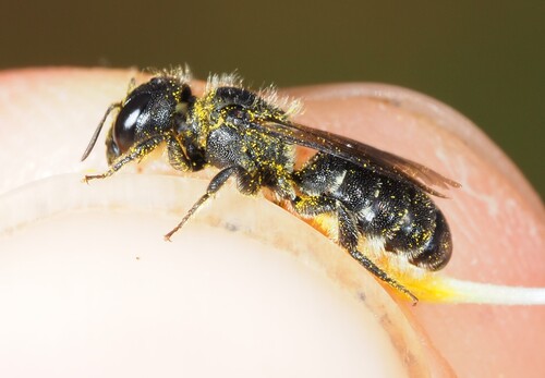 Osmia scutellaris