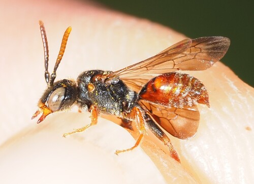 Nomada panurgina