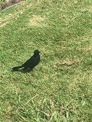 Euphagus cyanocephalus