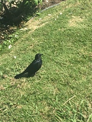 Euphagus cyanocephalus