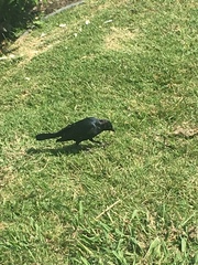 Euphagus cyanocephalus