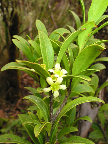 mountain denhamia (Denhamia moorei)