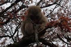 Macaca fuscata fuscata