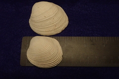 Periglypta reticulata