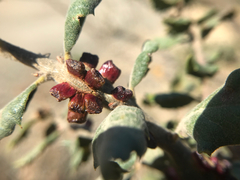 Disholcaspis mellifica