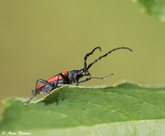 Desmocerus aureipennis