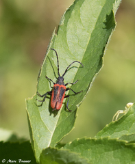Desmocerus aureipennis