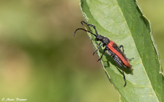 Desmocerus aureipennis