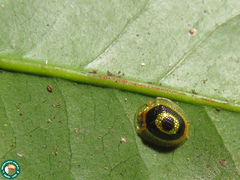Charidotis pupillata