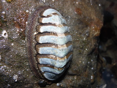 Chiton granosus