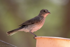 Coryphospingus pileatus