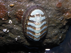 Chiton granosus
