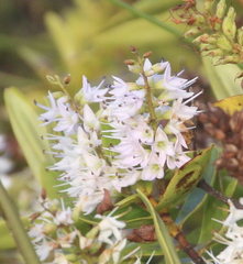 Veronica ligustrifolia