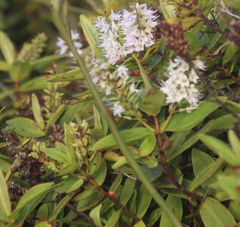 Veronica ligustrifolia