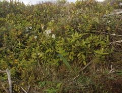 Veronica ligustrifolia