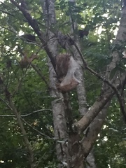 Malacosoma americana