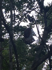 Malacosoma americana