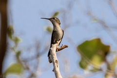 Chrysolampis mosquitus