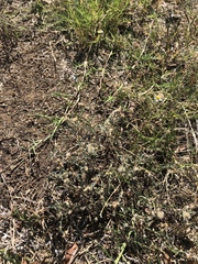 Erigeron divaricatus