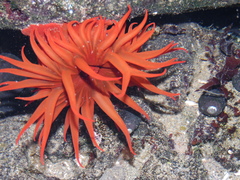 Anemonia alicemartinae