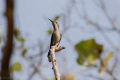 Chrysolampis mosquitus