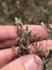 Erigeron divaricatus