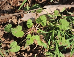 Pelargonium inodorum