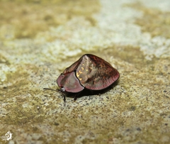 Chelymorpha constellata