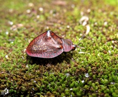 Chelymorpha constellata