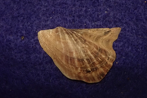 Pacific Wing Oyster
