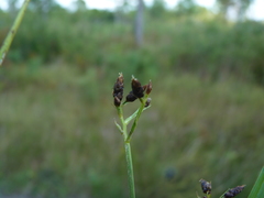 Rhynchospora nitens