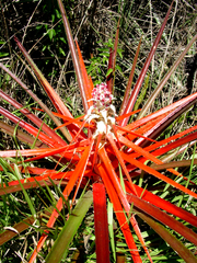 Bromelia balansae