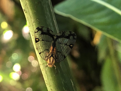 Nogodinidae
