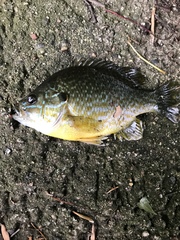 Lepomis gibbosus × cyanellus