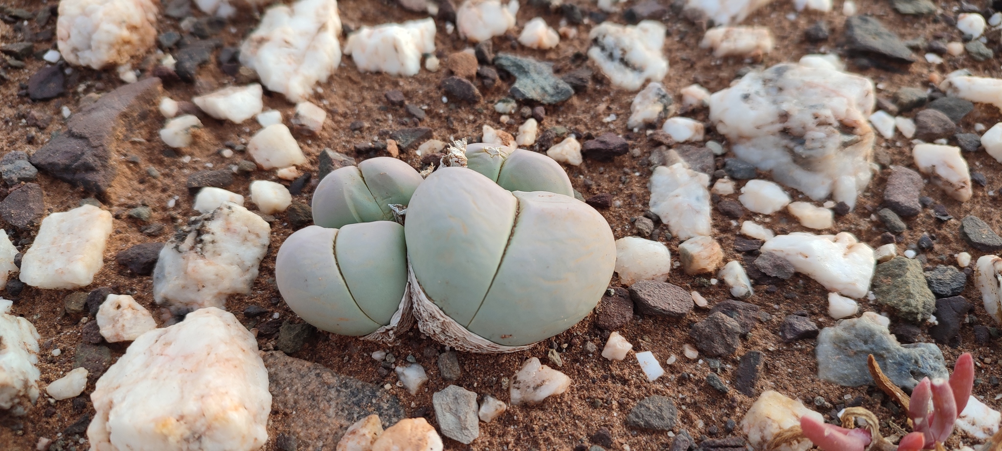 Gibbaeum comptonii