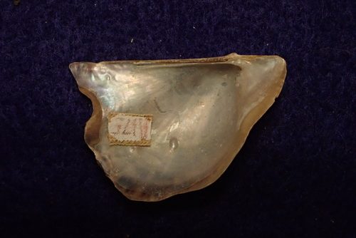 Pacific Wing Oyster