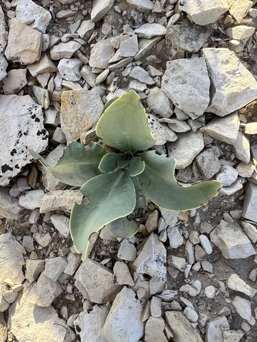 Variable-color Beardtongue (Penstemon versicolor)