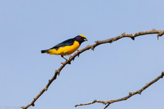 Euphonia trinitatis