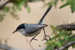 Polioptila plumbea