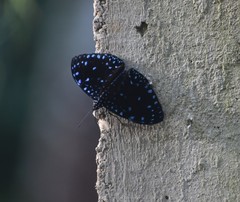 Hamadryas laodamia saurites