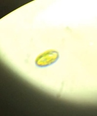 Chlamydomonadales
