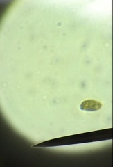 Chlamydomonadales