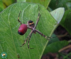 Chelymorpha cribraria