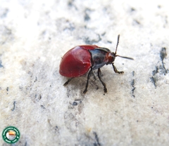 Chelymorpha cribraria