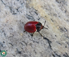 Chelymorpha cribraria