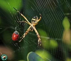 Chelymorpha cribraria