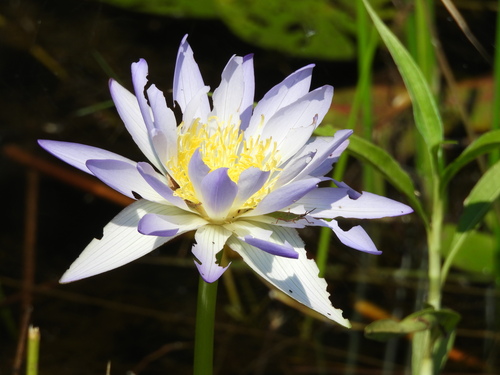Blue Waterlily (Nymphaea violacea)