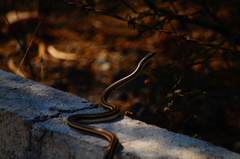 Salvadora lemniscata