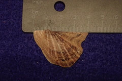 Pteria sterna