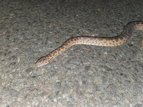 Spotted Python sighting